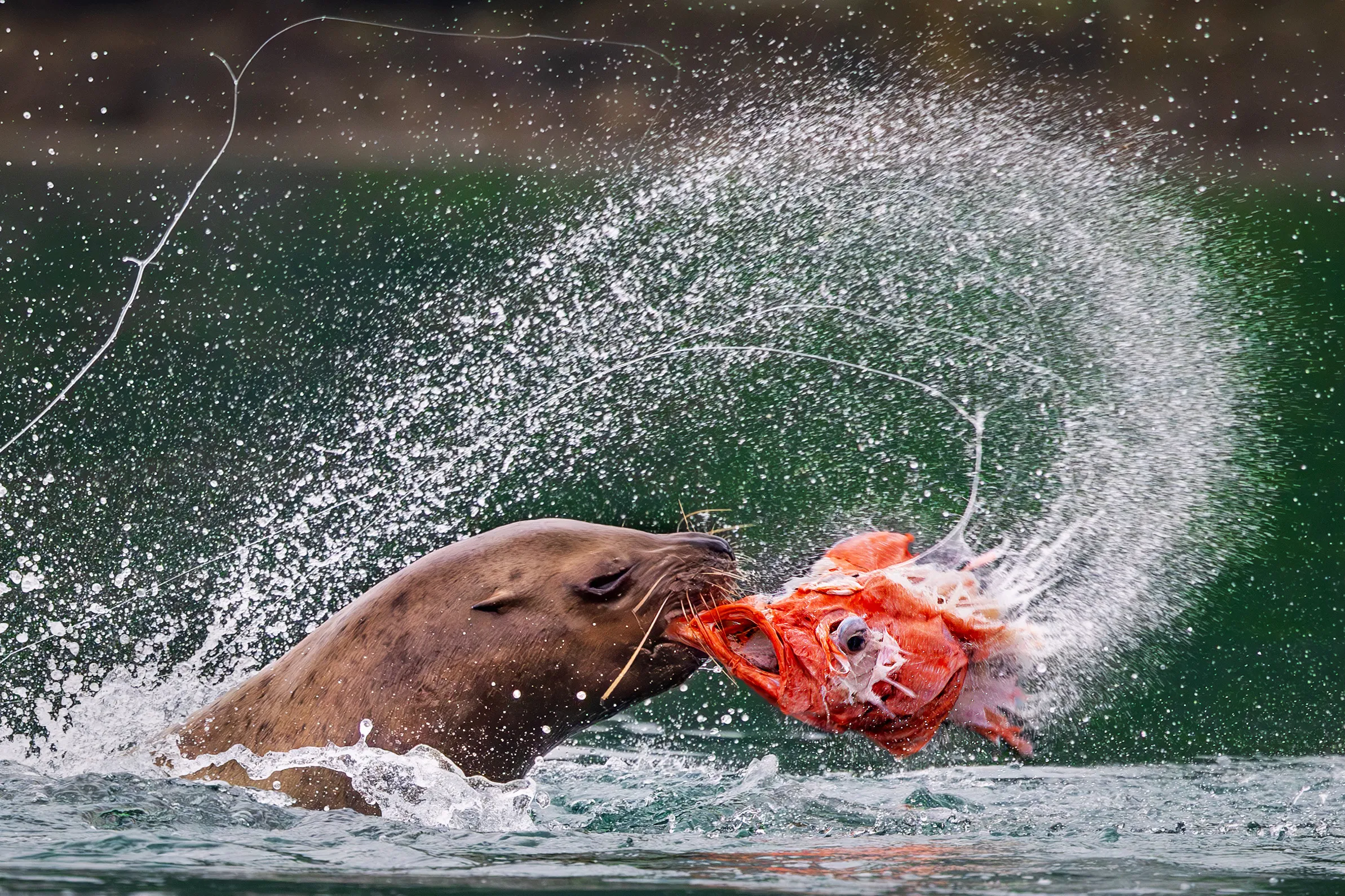 Alaska Prints — A brown bear catching a sockeye salmon in an explosion of spray, Alaska — fine art wildlife photography print