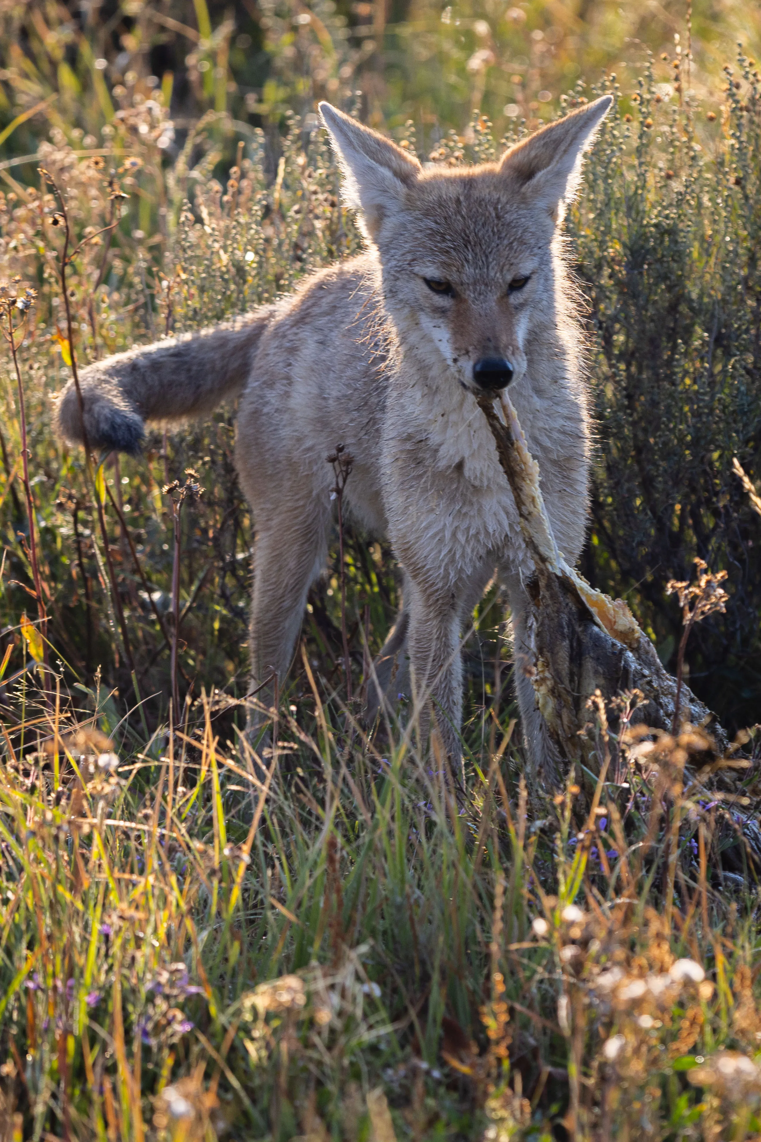 Yellowstone Prints — A coyote standing alert in golden autumn grass — fine art wildlife photography print
