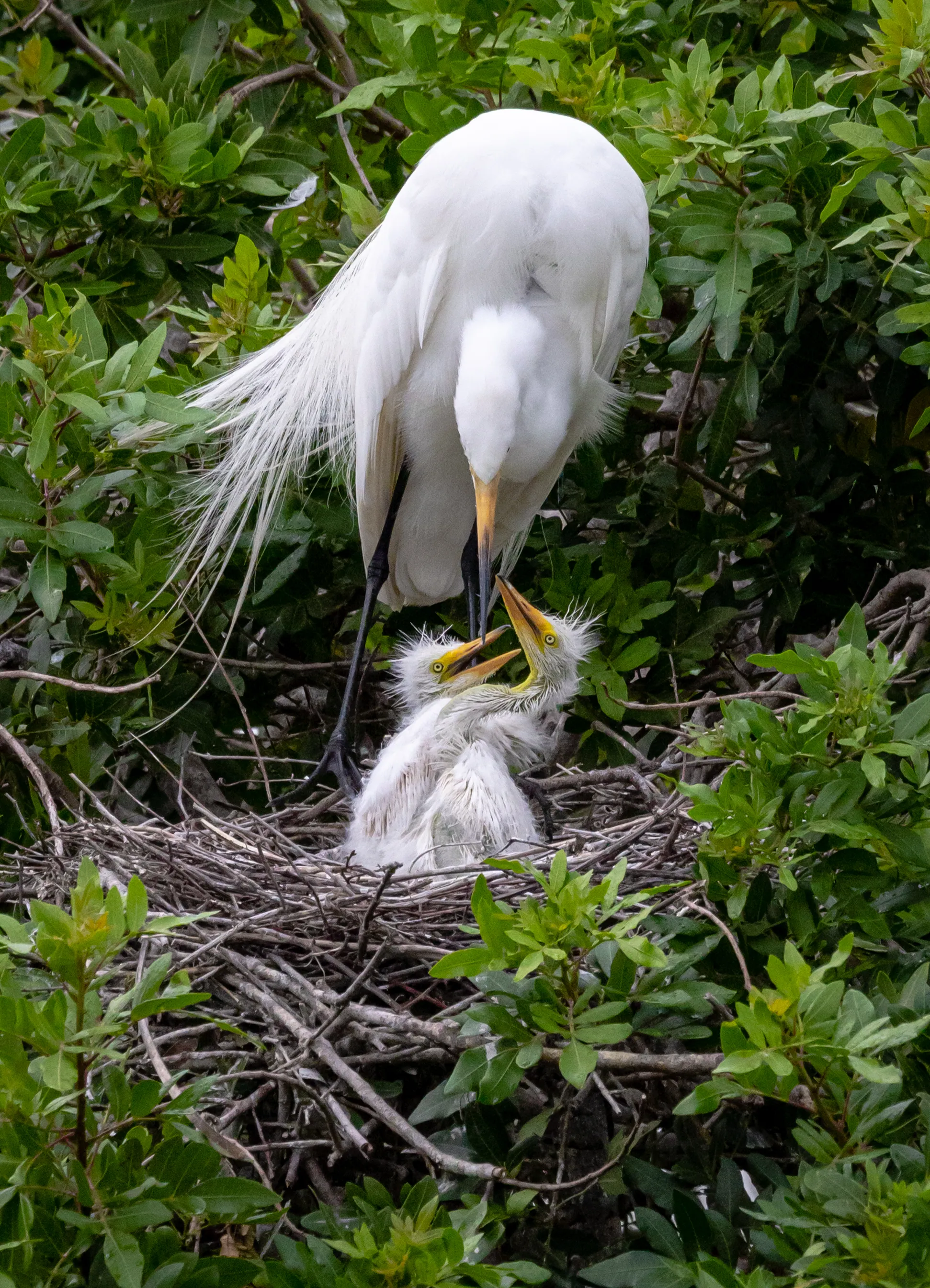 Bird Prints — A great egret tending its chicks at the nest, Florida — fine art bird photography print