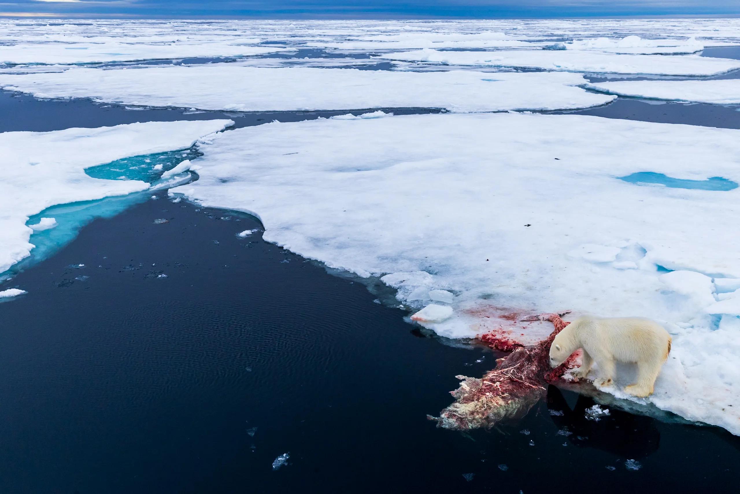 Polar Bear Prints — Spoils — fine art wildlife photography print by Paul Anderson, Svalbard, Norway