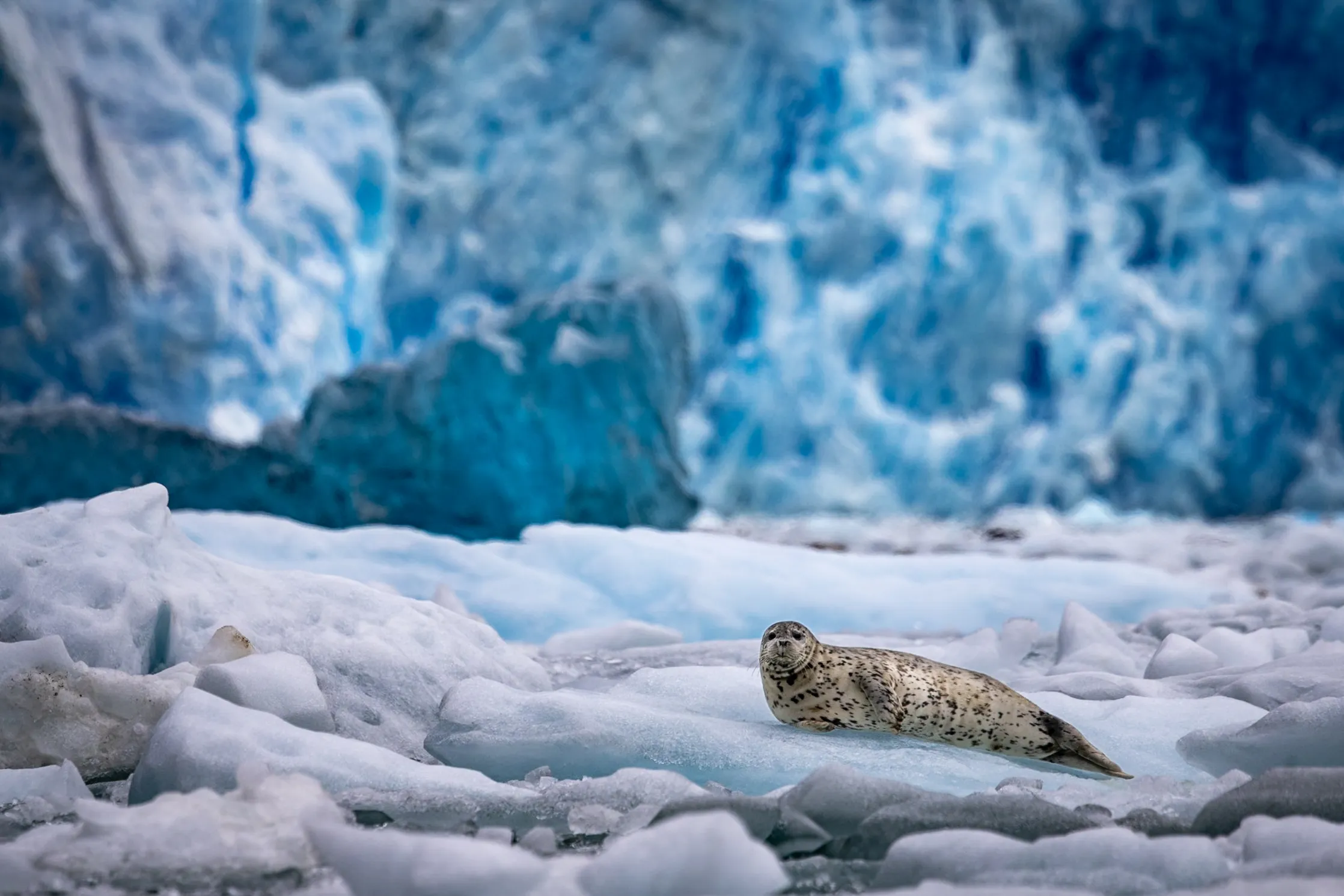 Arctic & Svalbard Prints — A seal resting on sea ice before a blue glacier face, the Arctic — fine art wildlife print