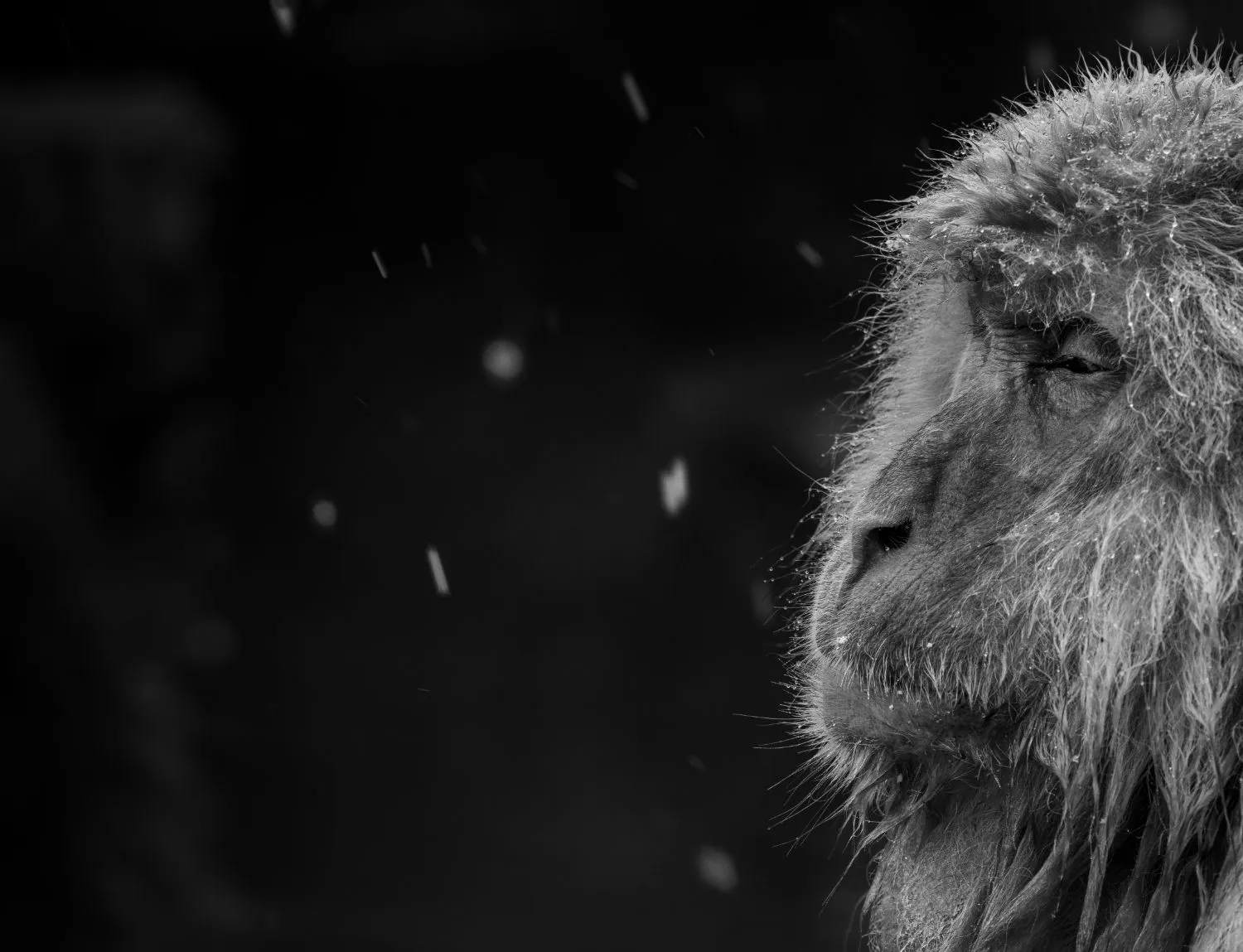 Black and white portrait of an elder Japanese macaque with a weathered face — fine art wildlife photography