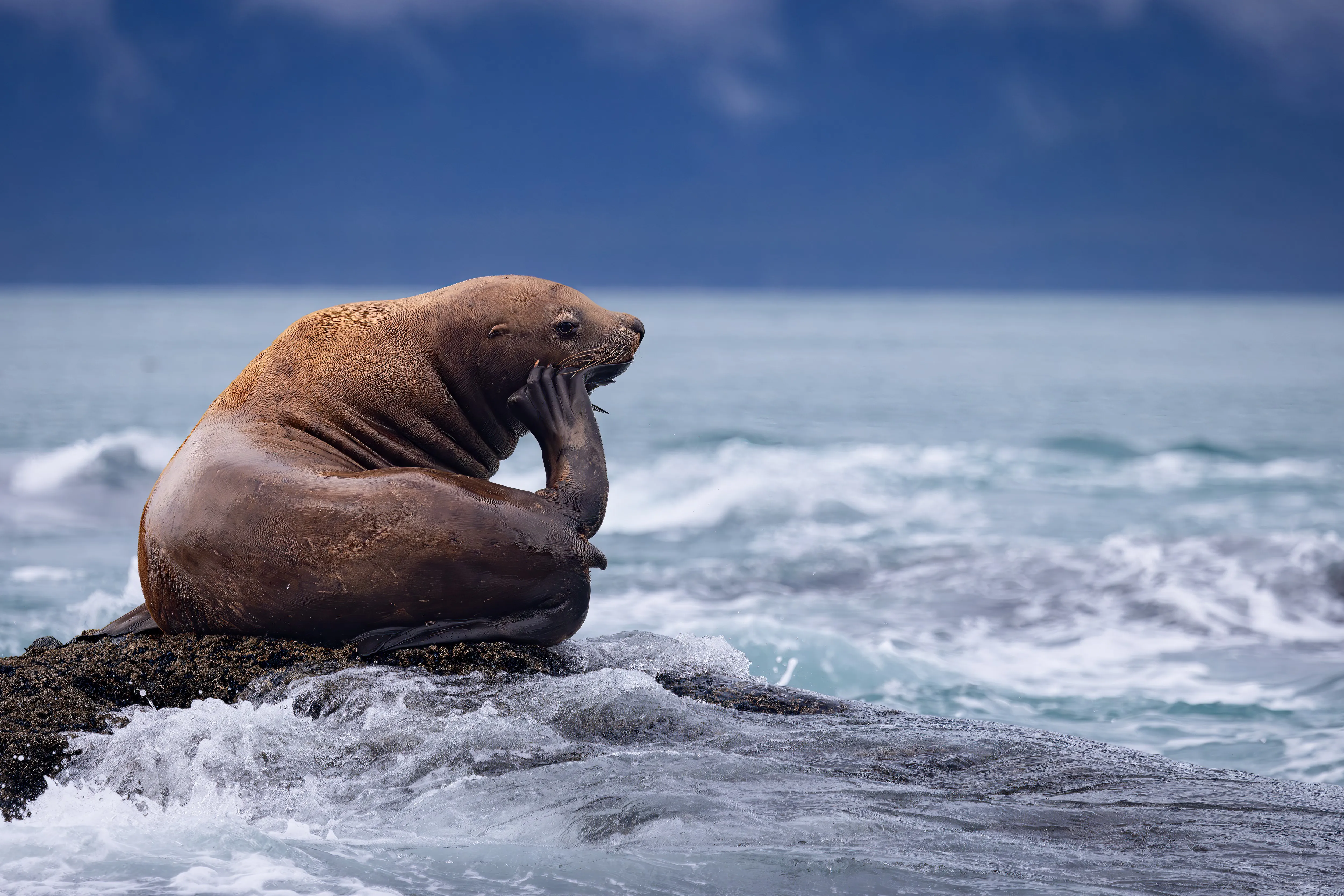 A Steller sea lion hauled out on a rocky Alaskan shoreline — fine art wildlife photography print by Paul Anderson